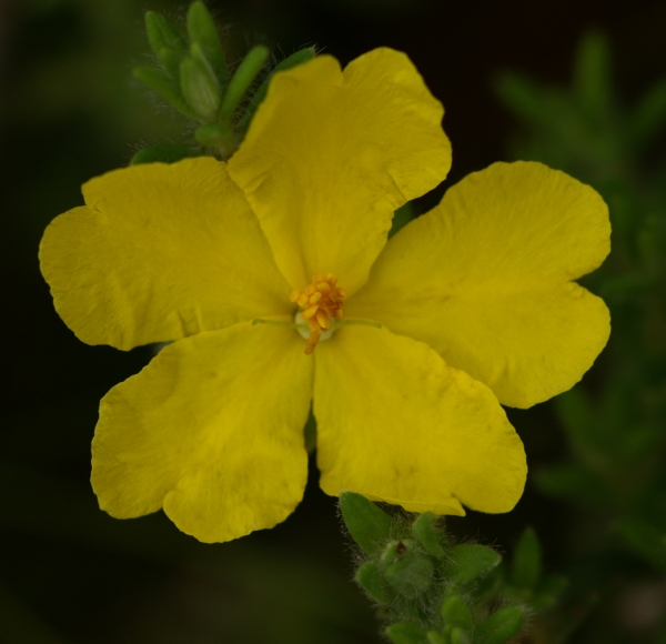 Hibbertia serecia